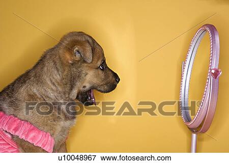 Puppy in dress looking in mirror. View Large Photo Image Stock Photo - Puppy in dress looking in mirror.. Fotosearch