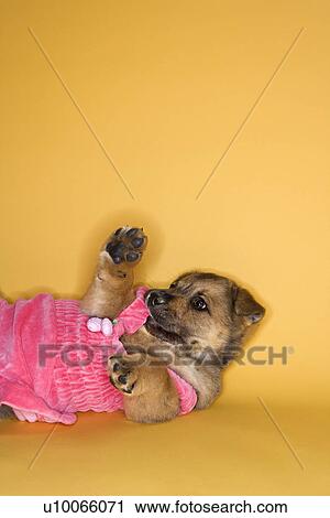 Puppy lying on back wearing dress. View Large Photo Image Stock Image - Puppy lying on back wearing dress.. Fotosearch