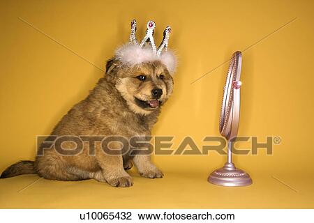 Puppy wearing crown in front of mirror. View Large Photo Image Stock Image - Puppy wearing crown in front of mirror.. Fotosearch