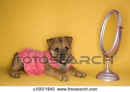 Stock Image - Puppy wearing dress in front of mirror.. Fotosearch