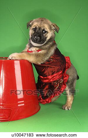 Stock Image - Puppy wearing dress.. Fotosearch