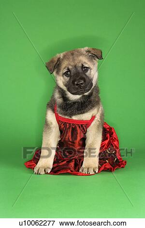 Puppy wearing dress. View Large Photo Image Stock Photo - Puppy wearing dress.. Fotosearch