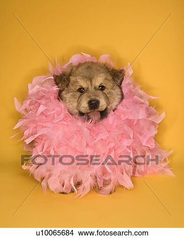Puppy wearing pink feather boa. View Large Photo Image Picture - Puppy wearing pink feather boa.. Fotosearch