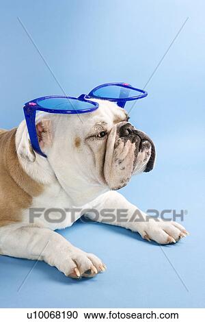 Sleepy English Bulldog sitting on blue background wearing oversized blue sunglasses. View Large Photo Image Stock Image - Sleepy English Bulldog sitting on blue background wearing oversized blue sunglasses.. Fotosearch