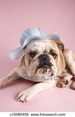 Unenthusiastic English Bulldog on pink background looking at viewer and wearing a bonnet. View Large Photo Image Stock Photo - Unenthusiastic English Bulldog on pink background looking at viewer and wearing a bonnet.. Fotosearch