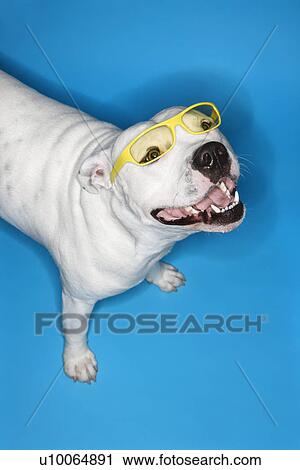 White Pit Bull dog on blue background. View Large Photo Image Stock Image - White Pit Bull dog on blue background.. Fotosearch