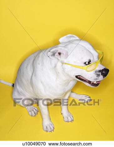 White Pit Bull wearing yellow glasses on yellow background. View Large Photo Image Stock Image - White Pit Bull wearing yellow glasses on yellow background.. Fotosearch