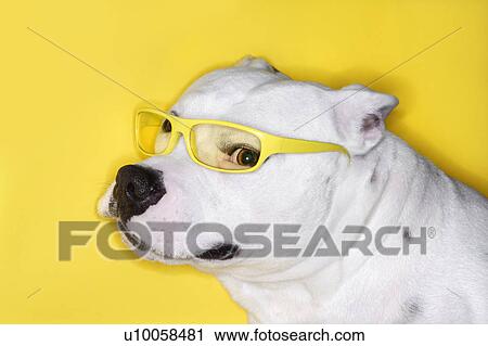 Stock Image - White Pit Bull wearing yellow glasses on yellow background.. Fotosearch