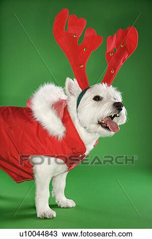 Stock Image - White terrier dog dressed in red coat wearing antlers.. Fotosearch