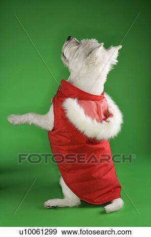 Stock Photo - White terrier dog dressed in red coat standing on back haunches.. Fotosearch
