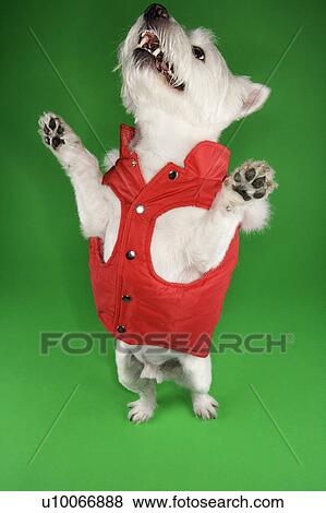 Stock Photo - White terrier dog dressed in red coat standing on back legs.. Fotosearch