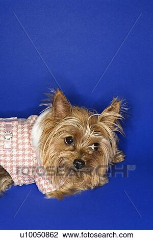 Stock Image - Yorkshire Terrier dog wearing outfit.. Fotosearch