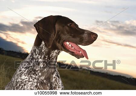 Stock Photo - German Shorthaired Pointer with panting tongue in field. . Fotosearch