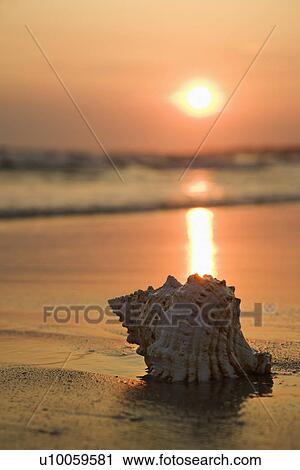 Stock Image - Image of seashell on shoreline at sunset.. Fotosearch