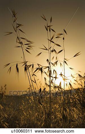 Stock Image - Oat plants growing in field at sunset in Tuscany, Italy.. Fotosearch