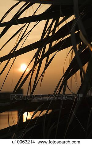 Palm frond silhouette against sunset over water Lighthouse on Bald Head Island, North Carolina. View Large Photo Image Picture - Palm frond silhouette against sunset over water Lighthouse on Bald Head Island, North Carolina.. Fotosearch