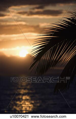 Stock Image - Palm leaf silhouette against sunset over ocean in Maui, Hawaii, USA.. Fotosearch
