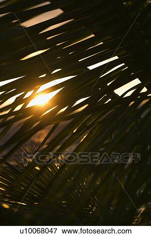 Stock Photo - Palm leaf silhouette against sunset over ocean in Maui, Hawaii, USA.. Fotosearch