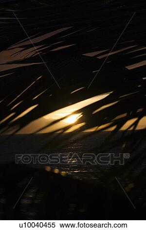 Palm leaf silhouette against sunset over ocean in Maui, Hawaii, USA. View Large Photo Image Stock Photography - Palm leaf silhouette against sunset over ocean in Maui, Hawaii, USA.. Fotosearch