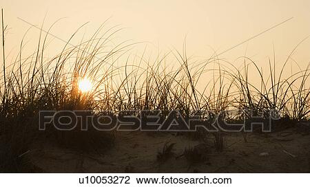 Stock Image - Sunset over beach sand dune on Bald Head Island, North Carolina.. Fotosearch