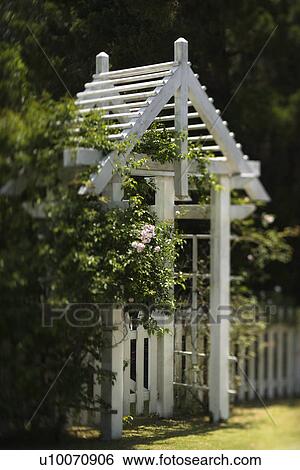 Stock Photograph - Arbor with rose bush and white picket fence on Bald Head Island, North Carolina.. Fotosearch