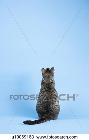 Stock Image - Back view of gray striped cat sitting on blue background.. Fotosearch
