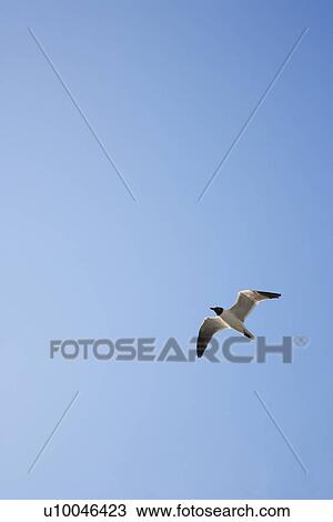 Black-headed Gull in flight on Bald Head Island, North Carolina. View Large Photo Image Stock Image - Black-headed Gull in flight on Bald Head Island, North Carolina.. Fotosearch