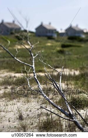 Branch on beach with houses in background on Bald Head Island, North Carolina. View Large Photo Image Picture - Branch on beach with houses in background on Bald Head Island, North Carolina.. Fotosearch