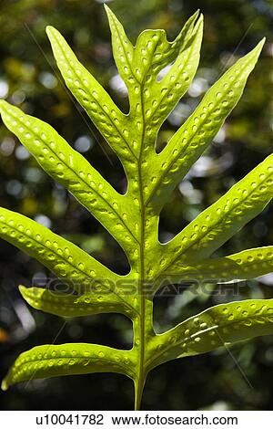 Close-up of Liriope Fern leaf in Maui, Hawaii, USA. View Large Photo Image Stock Image - Close-up of Liriope Fern leaf in Maui, Hawaii, USA.. Fotosearch