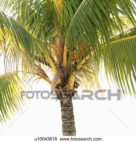 Close-up of palm tree. View Large Photo Image Stock Photograph - Close-up of palm tree.. Fotosearch