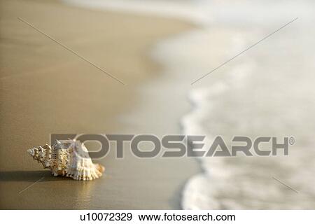 Conch shell on beach with waves. View Large Photo Image Stock Photo - Conch shell on beach with waves.. Fotosearch