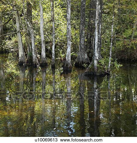 Cypress trees in wetland of Everglades National Park, Florida, USA. View Large Photo Image Stock Image - Cypress trees in wetland of Everglades National Park, Florida, USA.. Fotosearch