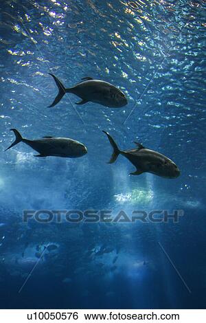 Stock Photograph - Fish swimming in aquarium in Lisbon, Spain.. Fotosearch