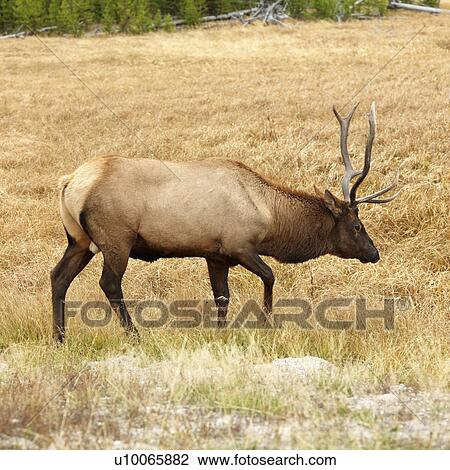 Stock Image - Male elk walking through grass at Yellowstone National Park, Wyoming.. Fotosearch