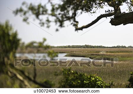 Stock Image - Marsh landscape on Bald Head Island, North Carolina.. Fotosearch