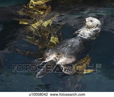Otter swimming on back on water's surface in aquarium in Lisbon, Spain. View Large Photo Image Stock Image - Otter swimming on back on water's surface in aquarium in Lisbon, Spain.. Fotosearch