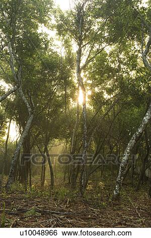 Rays of light shining through a forest. View Large Photo Image Stock Photograph - Rays of light shining through a forest.. Fotosearch