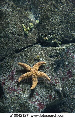 Starfiish on rock surface in aquarium in Lisbon, Spain. View Large Photo Image Stock Photo - Starfiish on rock surface in aquarium in Lisbon, Spain.. Fotosearch