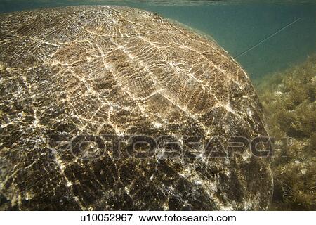 Stock Photo - Underwater view of sunlight dappled rock in Maui, Hawaii, USA.. Fotosearch