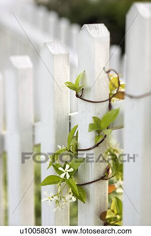 Vine growing on white picket fence. View Large Photo Image Stock Image - Vine growing on white picket fence.. Fotosearch