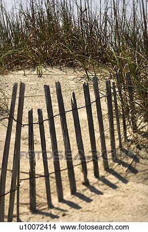 Picture - Weathered fence on sand dune on Bald Head Island, North Carolina.. Fotosearch