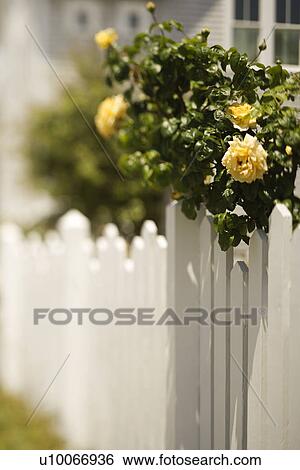 White picket fence with rose bush with blooming yellow roses. View Large Photo Image Stock Photograph - White picket fence with rose bush with blooming yellow roses.. Fotosearch