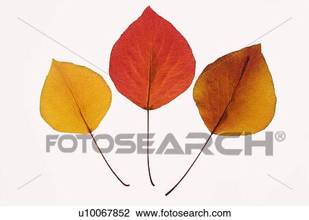 Bradford Pear leaves in Fall color against white background. View Large Photo Image Stock Image - Bradford Pear leaves in Fall color against white background.. Fotosearch