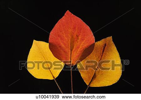 Stock Photo - Bradford Pear leaves in Fall color against black background.. Fotosearch