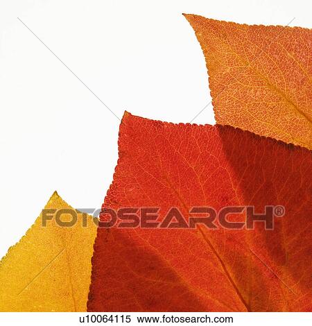 Stock Photography - Bradford Pear leaves in Fall color against white background.. Fotosearch