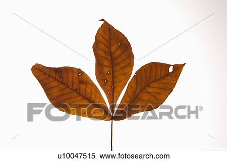 Branch of three brown Hickory leaves against white background. View Large Photo Image Stock Photography - Branch of three brown Hickory leaves against white background.. Fotosearch