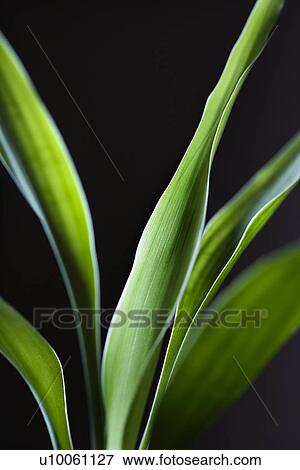 Close-up of lucky bamboo leaves. View Large Photo Image Stock Photo - Close-up of lucky bamboo leaves.. Fotosearch