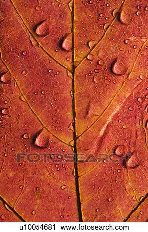 Stock Image - Close-up of Sugar Maple leaf in Fall color sprinkled with water droplets.. Fotosearch