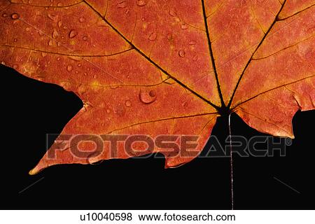 Close-up of Sugar Maple leaf in Fall color sprinkled with water droplets against black background. View Large Photo Image Stock Photo - Close-up of Sugar Maple leaf in Fall color sprinkled with water droplets against black background.. Fotosearch