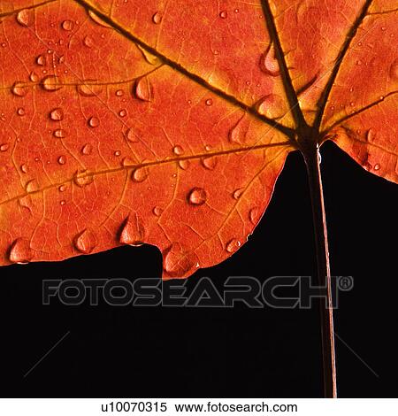 Stock Photography - Close-up of Sugar Maple leaf in Fall color sprinkled with water droplets against black background.. Fotosearch